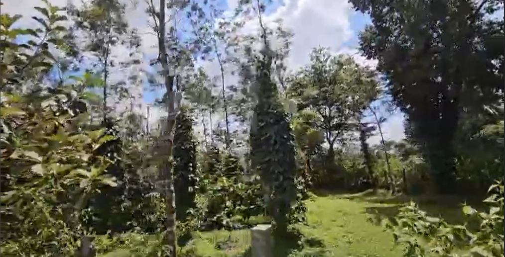  13 acre well maintained coffee estate for sale in Mudigere